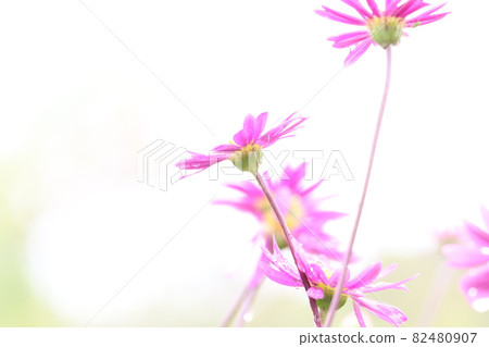 Adorable pink flowers in the light Adorable pink flowers in the light 82480907