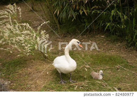 Family of swans. Mother and baby at shoreline in nature. Swan family with chicks in the nature Family of swans. Mother and baby at shoreline in nature. Swan family with chicks in the nature 82480977