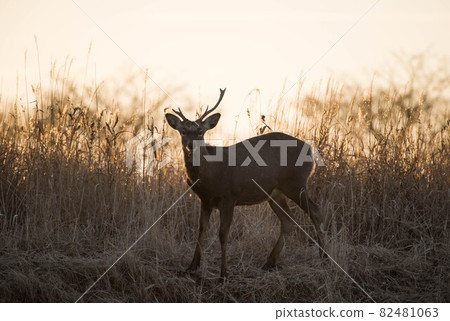 Yezo deer in the sunset 82481063