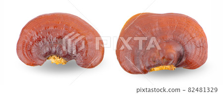 Ganoderma Lucidum Mushroom isolated on white background Ganoderma Lucidum Mushroom isolated on white background 82481329
