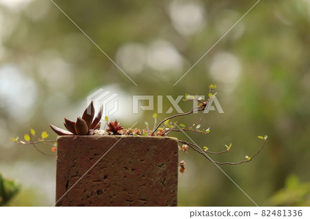 Group planting of cute succulents Group planting of cute succulents 82481336