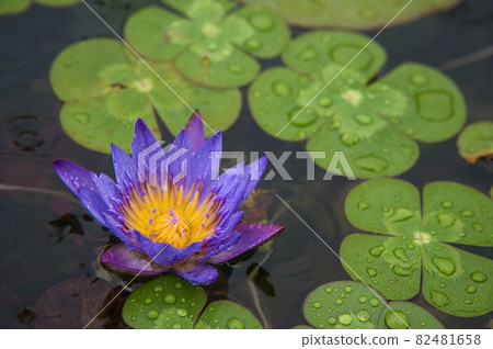 Water flower after the rain (Egyptian lotus) 82481658