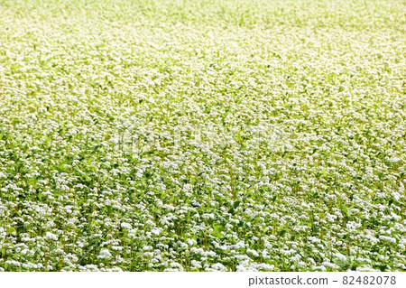 Soba field with white flowers in full bloom Soba field with white flowers in full bloom 82482078