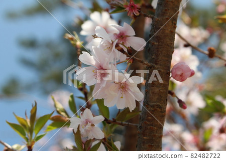 Tree and cherry blossom petals and buds 82482722