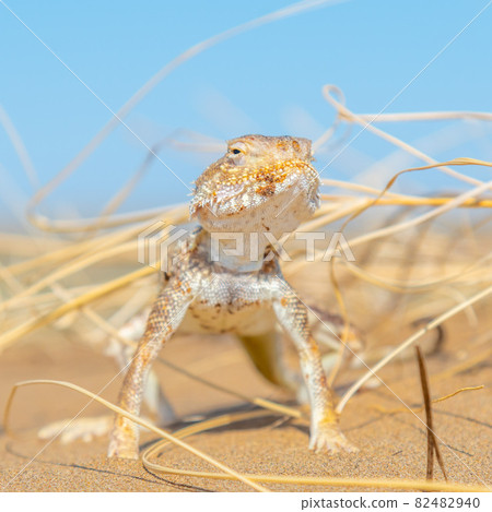 Desert Agama sits on a sand dune Desert Agama sits on a sand dune 82482940