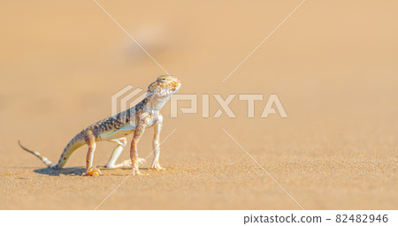 Desert Agama sits on a sand dune Desert Agama sits on a sand dune 82482946