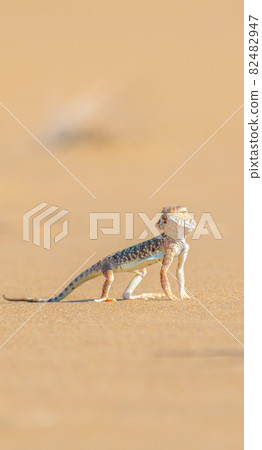 Desert Agama sits on a sand dune 82482947