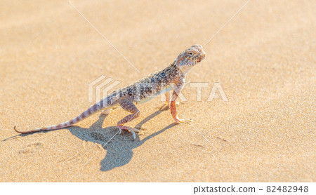 Desert Agama sits on a sand dune 82482948