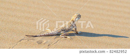 Desert Agama sits on a sand dune 82482952