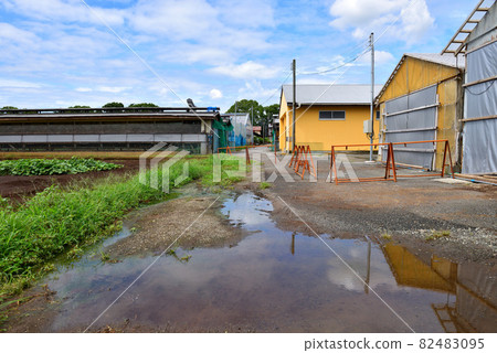 Egg farmer and puddle 82483095