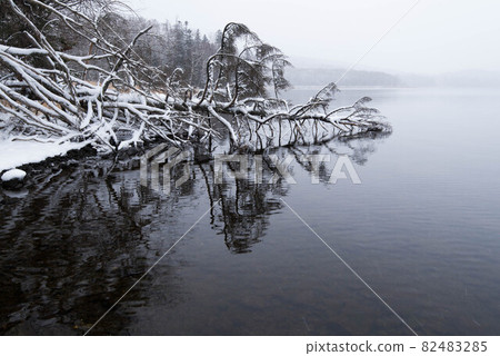 Lake Akan, a fallen tree on the surface of the lake Lake Akan, a fallen tree on the surface of the lake 82483285