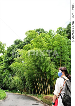 Female tourist and bamboo grove taking a walk in the Imperial Palace Female tourist and bamboo grove taking a walk in the Imperial Palace 82483906
