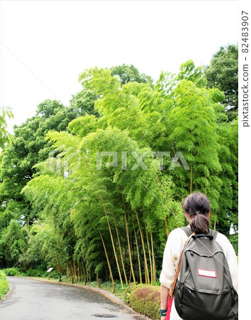 Female tourist and bamboo grove taking a walk in the Imperial Palace 82483907