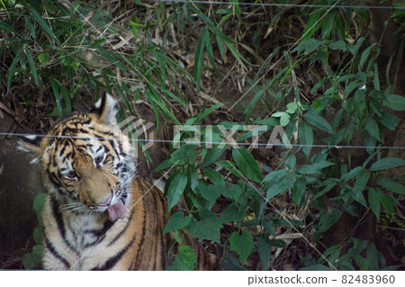 Child tiger Child tiger 82483960