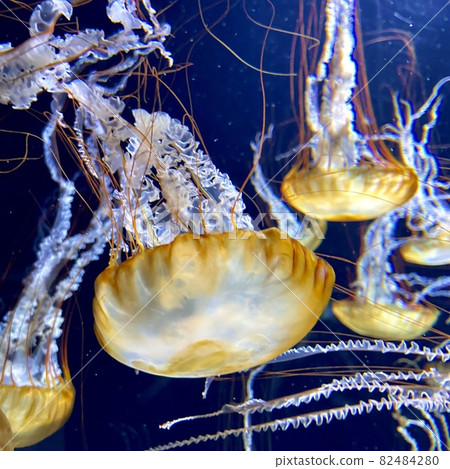 A state of the aquarium where many orange jellyfish are swimming 82484280
