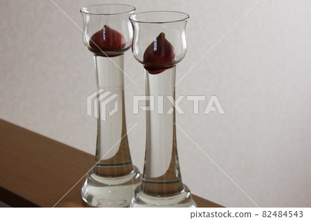 鬱金香 ◦ ○ ° ◯ ° ○。水培° ○ ° ◯ ° ○。 82484543