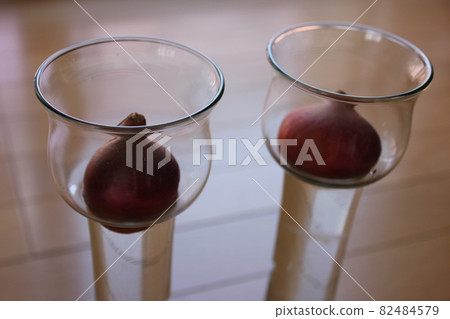 Tulip ◦ ○ ° ◯ ° ○. Hydroponics ° ○ ° ◯ ° ○. 82484579