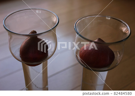 Tulip ◦ ○ ° ◯ ° ○. Hydroponics ° ○ ° ◯ ° ○. 82484580