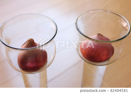 Tulip ◦ ○ ° ◯ ° ○. Hydroponics ° ○ ° ◯ ° ○. Tulip ◦ ○ ° ◯ ° ○. Hydroponics ° ○ ° ◯ ° ○. 82484581