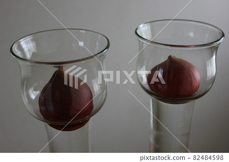 鬱金香 ◦ ○ ° ◯ ° ○。水培° ○ ° ◯ ° ○。 鬱金香 ◦ ○ ° ◯ ° ○。水培° ○ ° ◯ ° ○。 82484598