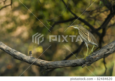 Indian Pond Heron or Ardeola grayii perched on branch in natural green background at keoladeo national park or bharatpur bird sanctuary rajasthan india Indian Pond Heron or Ardeola grayii perched on branch in natural green background at keoladeo national park or bharatpur bird sanctuary rajasthan india 82484620