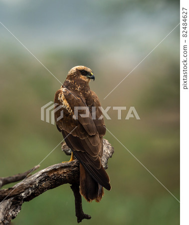 western or eurasian marsh harrier or Circus aeruginosus portrait perched with natural green background at keoladeo national park or bird sanctuary bharatpur rajasthan india western or eurasian marsh harrier or Circus aeruginosus portrait perched with natural green background at keoladeo national park or bird sanctuary bharatpur rajasthan india 82484627