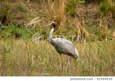 Sarus crane or Grus antigone a tallest flying bird portrait with water droplets in air from beak in natural green background at keoladeo national park or bharatpur bird sanctuary rajasthan india Sarus crane or Grus antigone a tallest flying bird portrait with water droplets in air from beak in natural green background at keoladeo national park or bharatpur bird sanctuary rajasthan india 82484630