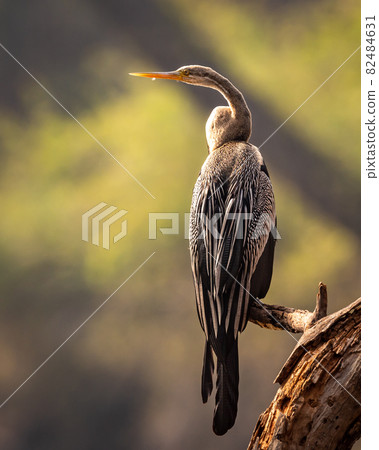 Oriental darter or Indian darter portrait basking in sun in golden hour light at keoladeo national park or bharatpur bird sanctuary bharatpur rajasthan india - anhinga melanogaster Oriental darter or Indian darter portrait basking in sun in golden hour light at keoladeo national park or bharatpur bird sanctuary bharatpur rajasthan india - anhinga melanogaster 82484631