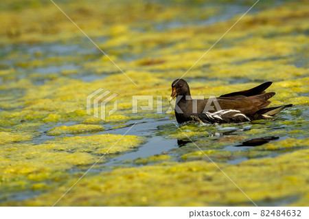 common moorhen or gallinula chloropus bird portrait floating in wetland of keoladeo national park or bharatpur bird sanctuary rajasthan india common moorhen or gallinula chloropus bird portrait floating in wetland of keoladeo national park or bharatpur bird sanctuary rajasthan india 82484632