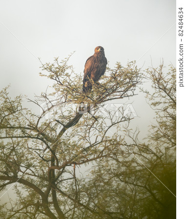 greater spotted eagle at keoladeo national park or bharatpur bird sanctuary rajasthan India - Clanga clanga greater spotted eagle at keoladeo national park or bharatpur bird sanctuary rajasthan India - Clanga clanga 82484634