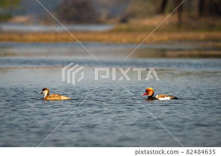 Red crested pochard pair of bird in natural scenic landscape at keoladeo national park or bharatpur bird sanctuary rajasthan india - Netta rufina 82484635