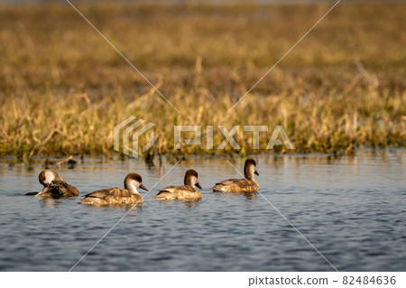 Red crested pochard family of female flock floating in blue water of keoladeo landscape. wildlife scenery frame at keoladeo national park or bharatpur bird sanctuary rajasthan india - Netta rufina Red crested pochard family of female flock floating in blue water of keoladeo landscape. wildlife scenery frame at keoladeo national park or bharatpur bird sanctuary rajasthan india - Netta rufina 82484636