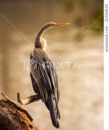 Oriental darter or Indian darter portrait basking in sun in golden hour light at keoladeo national park or bharatpur bird sanctuary bharatpur rajasthan india - anhinga melanogaster Oriental darter or Indian darter portrait basking in sun in golden hour light at keoladeo national park or bharatpur bird sanctuary bharatpur rajasthan india - anhinga melanogaster 82484639