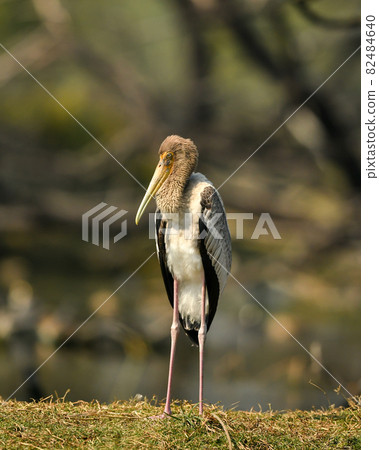 painted storks or Mycteria leucocephala juvenile close up in natural green background at keoladeo national park or bharatpur bird sanctuary rajasthan india painted storks or Mycteria leucocephala juvenile close up in natural green background at keoladeo national park or bharatpur bird sanctuary rajasthan india 82484640