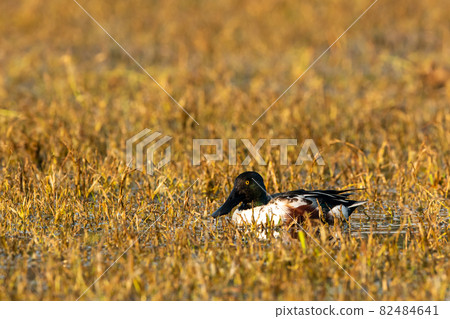 Northern shoveler or shoveller or Anas clypeata or Spatula clypeata portrait in wetland of keoladeo national park or bharatpur bird sanctuary rajasthan india Northern shoveler or shoveller or Anas clypeata or Spatula clypeata portrait in wetland of keoladeo national park or bharatpur bird sanctuary rajasthan india 82484641