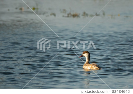 Red crested pochard portrait in blue water of keoladeo national park or bharatpur bird sanctuary rajasthan india - Netta rufina Red crested pochard portrait in blue water of keoladeo national park or bharatpur bird sanctuary rajasthan india - Netta rufina 82484643