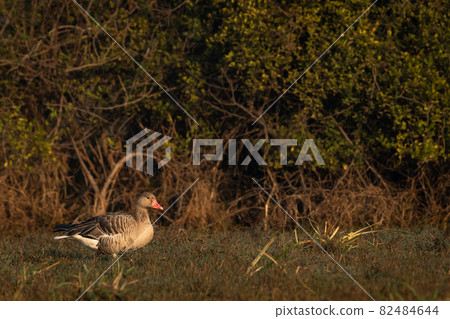 Greylag goose or Anser anser at keoladeo national park or bharatpur bird sanctuary rajasthan india Greylag goose or Anser anser at keoladeo national park or bharatpur bird sanctuary rajasthan india 82484644