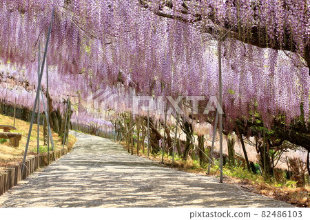 盛開的紫藤花 82486103