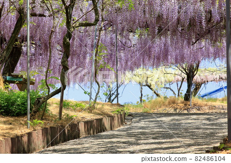 盛開的紫藤花 82486104