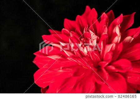 Asteraceae dahlia black background red image Asteraceae dahlia black background red image 82486165