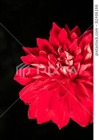 Red dahlia black background vertical position Red dahlia black background vertical position 82486166