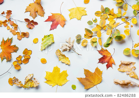 Autumn pattern of colorful falled leaves on gray background. 82486288