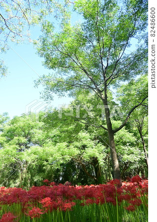 Cluster amaryllis and a tree 82486600