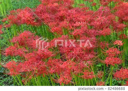 Cluster amaryllis flowers blooming on the roadside Cluster amaryllis flowers blooming on the roadside 82486688