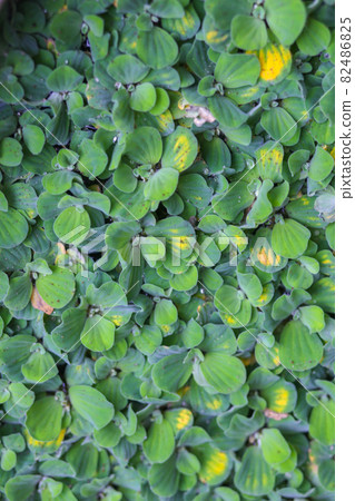 Pistia or water lettuce and raindrops in the swamp Pistia or water lettuce and raindrops in the swamp 82486825