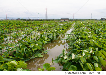 Lotus root field in Naruto City, Tokushima Prefecture 82487810