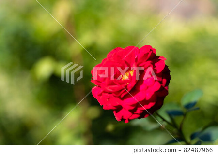 Flowers blooming in the garden 82487966