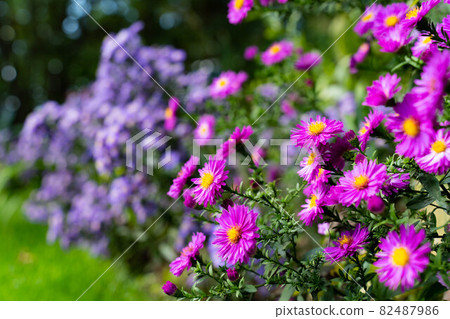 Flowers blooming in the garden 82487986
