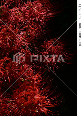 具有清晰陰影的簇狀孤挺花 具有清晰陰影的簇狀孤挺花 82488013