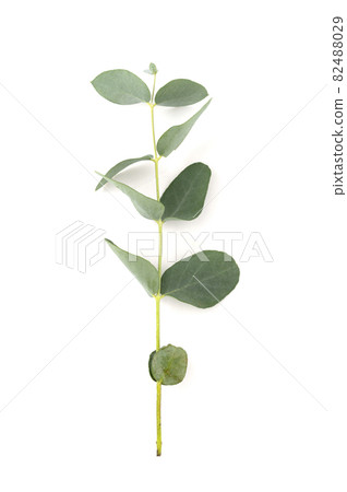 Eucalyptus live fresh green branch, twig isolated on white background, copy space 82488029